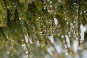 Tannenzweige in der Weihnachtszeit foto