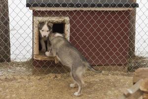 Welpe zwei Monate alter Husky-Hund foto