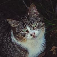 schönes graues streunendes Katzenporträt foto