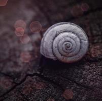 eine weiße Schnecke in der Natur foto