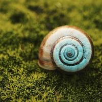 eine weiße Schnecke in der Natur foto