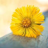 schöne gelbe Blumenpflanze im Garten in der Frühlingssaison foto