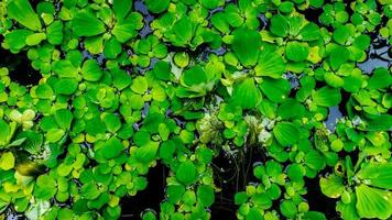 schöne und erstaunliche grüne Wasserpflanze foto