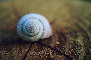 weiße Schnecke in der Natur foto