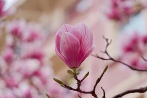 rosa Blütenpflanze in der Natur in der Frühlingssaison foto