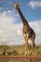 südliche Giraffe aus niedriger Sicht fotografiert foto