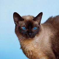 ein schönes siamesisches Katzenporträt foto