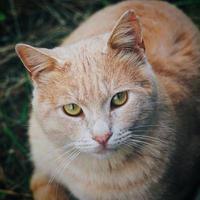 ein schönes braunes Katzenporträt foto