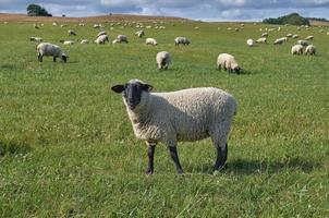 Deutsche mitesser Hammelfleisch Schaf auf Wiese, Deutschland foto