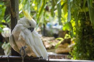 Weiß Papageien sind angehoben im ein draussen Garten. foto