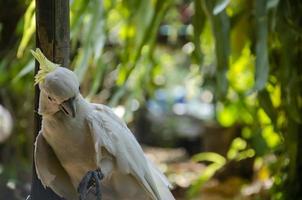 Weiß Papageien sind angehoben im das Garten beim heim. foto