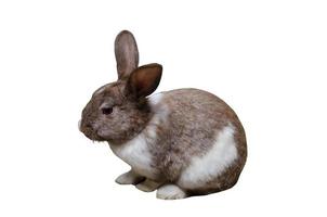 braun Kaninchen, Ostern Hase, auf Weiß Hintergrund mit Ausschnitt Pfad foto