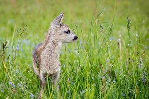 junges wildes Reh im Gras, Capreolus Capreolus. neugeborene Rehe, wilde Frühlingsnatur. foto