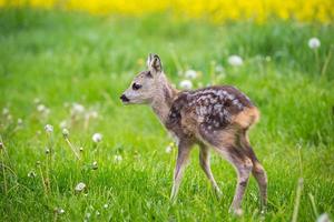 junges wildes Reh im Gras, Capreolus Capreolus. neugeborene Rehe, wilde Frühlingsnatur. foto