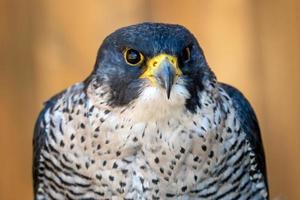 Wanderfalke Falke Falco peregrinus Vogel von Beute Porträt. foto