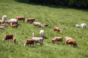 Kühe und Kälber grasen an sonnigen Tagen auf einer Frühlingswiese foto