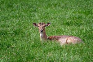 Brache Reh, weiblich Brache Hirsch im ein Wiese foto