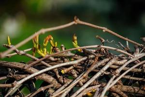 Natur erwacht im Frühling, das Ankunft von Frühling und das Grün schießt von ein Klettern Pflanze im das Garten foto