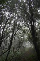 Indonesien tropisch Berg Vegetation. foto