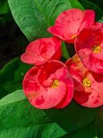 Euphorbia oder Krone von Dornen ist ein Zier Pflanze häufig gefunden wie Dekoration im das Zuhause Buchseite. diese Pflanze hat Blumen mit schön Farben, und das Stängel sind gefüllt mit Dornen foto