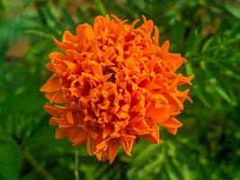 Orange Ringelblumenblüten. Diese Blume hat die Bedeutung von Schönheit, Reichtum, Ruhm und Wärme foto