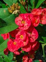 Euphorbia oder Krone von Dornen ist ein Zier Pflanze häufig gefunden wie Dekoration im das Zuhause Buchseite. diese Pflanze hat Blumen mit schön Farben, und das Stängel sind gefüllt mit Dornen foto