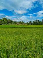 traditionell Reis Landwirtschaft Landschaft und Blau Himmel. foto