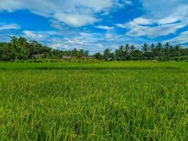 traditionell Reis Landwirtschaft Landschaft von Reis Felder und Blau Himmel. foto