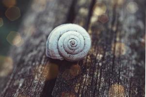 weiße Schnecke in der Natur foto