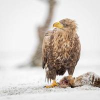 Seeadler mit Beute im Winter foto