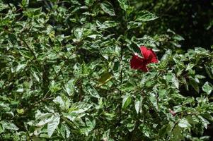 Garten Blume Bildung ein rot Punkt auf ein Grün Hintergrund foto