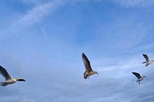 Möwen im Flug im das Himmel über das baltisch Meer durch das Meer. dynamisch Schuss foto