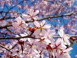 schließen oben Bündel von wild Himalaya Kirsche blühen Blumen, Riese Tiger Blumen, Rosa Sakura, Prunus Cerasoide, mit Blau Himmel Hintergrund, selektiv Fokus foto