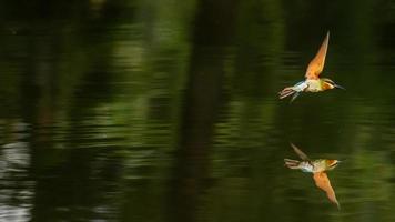 Blau beschattet Biene Esser fliegend Über das Teich im Natur foto