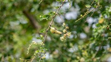 Sonnenvogel mit Olivenrücken, Sonnenvogel mit gelbem Bauch, der auf einem Baum sitzt foto