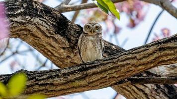 gefleckte Eule auf Baum thront foto