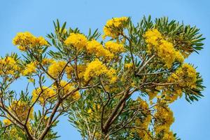 Gelb Trompete Baum Blühen im Natur foto