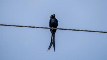 schwarz Drongo thront auf Draht foto