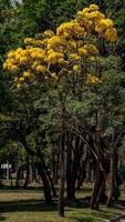 Gelb Trompete Baum Blühen im Natur foto