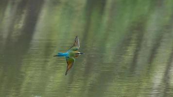 Blau beschattet Biene Esser fliegend Über das Teich im Natur foto