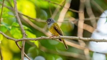 grauhaarig Kanarienvogel thront auf Baum foto