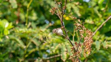 gemeiner Schneidervogel thront auf Baum foto