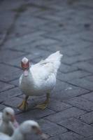 Nahaufnahme der weißen Ente geht auf Pflastersteinen. Reinweiße kleine Ente mit rotem Fleck um die Augen, die an warmen, sonnigen Wintertagen ruhig auf der gepflasterten Straße läuft. selektiver Fokus. foto