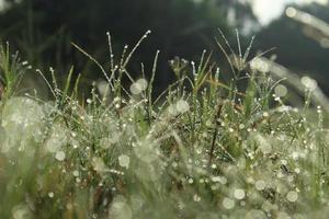 Gras und fallen Tau beim Morgen foto