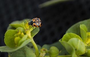 Marienkäferinsekt über grüner Pflanze foto