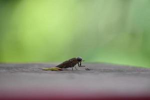 Nahaufnahme des Käfers auf dem kastanienbraunen Farbgrund mit einem Naturhintergrund foto