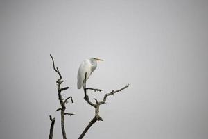 weißer Vogel auf braunem Ast foto