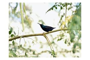schöner Kolibri thront auf einem Ast foto