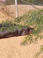 Nilpferd Sonne Baden im Tierwelt Reservieren foto