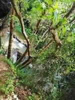 Wasserfälle im das Mitte von das Urwald foto